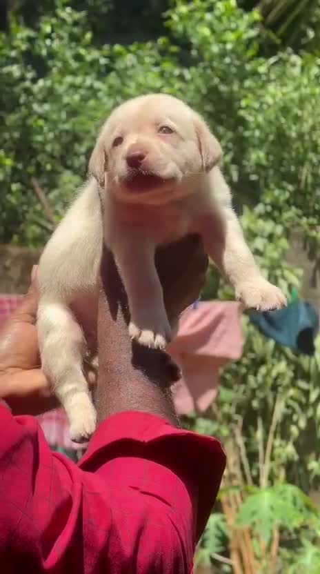 Beagle Black & Tan Puppy, farm video