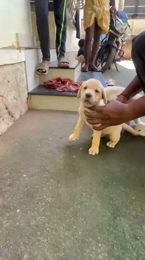 Beagle Black & Tan Puppy, farm video
