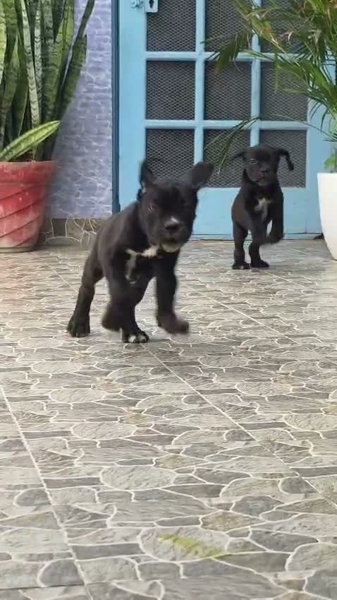 Cane Corso Puppy, farm video
