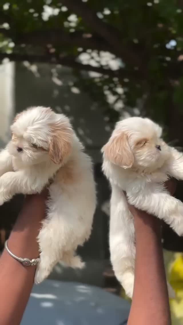 Shih Tzu | Black Color, farm video