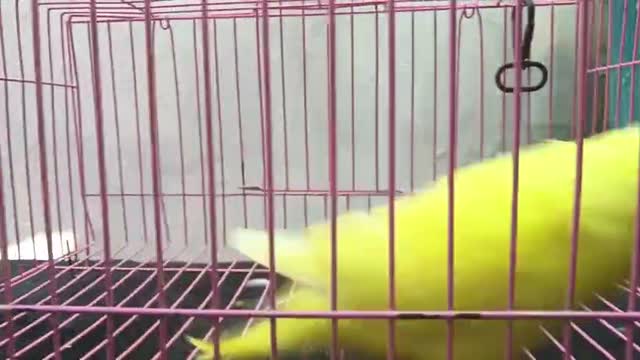 Budgies, farm video