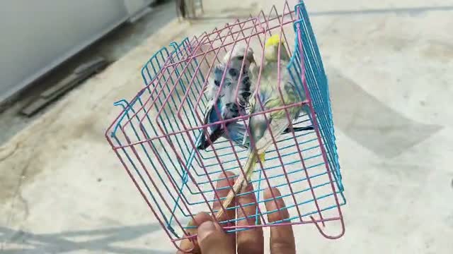 Hogoromo Budgies, farm video