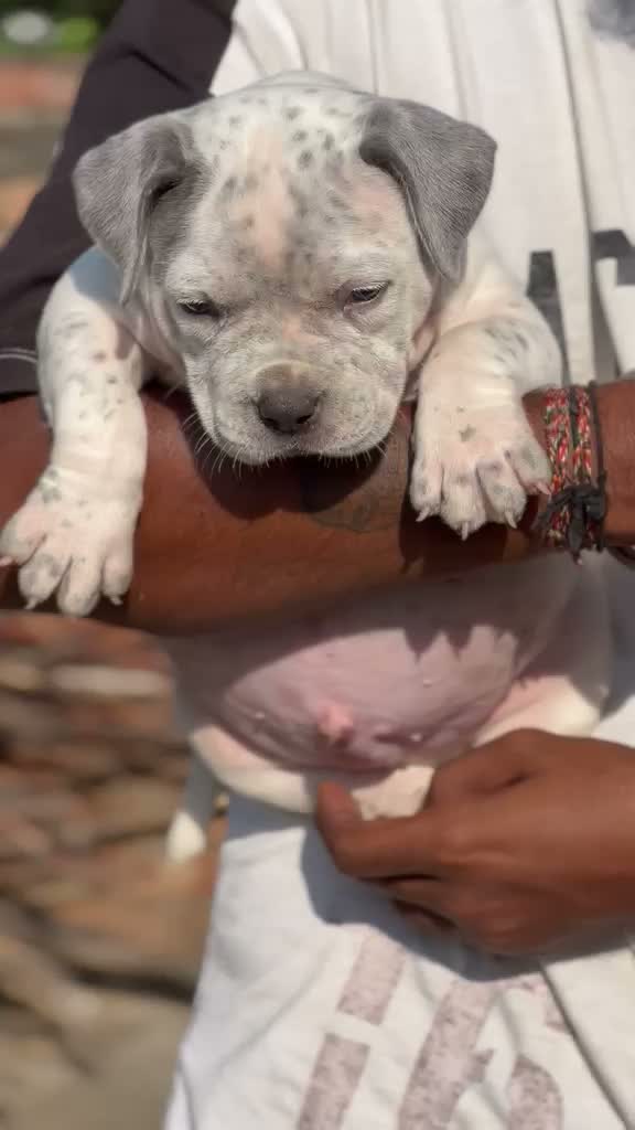 American Bully Pocket Size Puppy, farm video