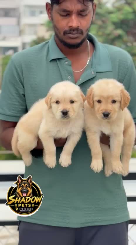 Golden Retriever, farm video