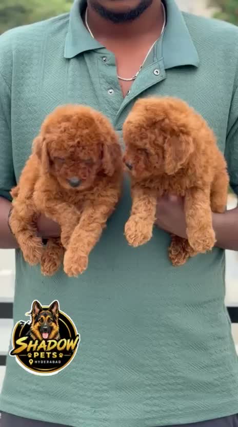 Standard Poodle Puppy, farm video