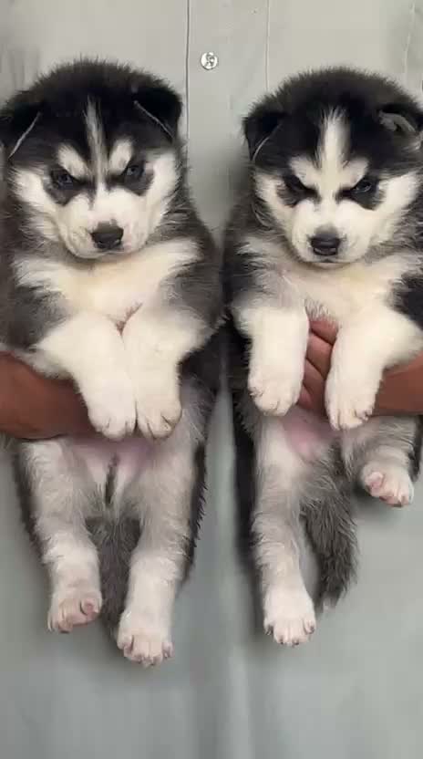 Siberian Husky Puppy | Black & White Color, farm video