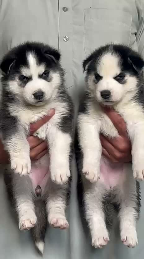 Siberian Husky Puppy | Black & White Color, farm video