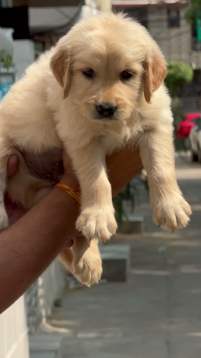 Golden Retriever, farm video