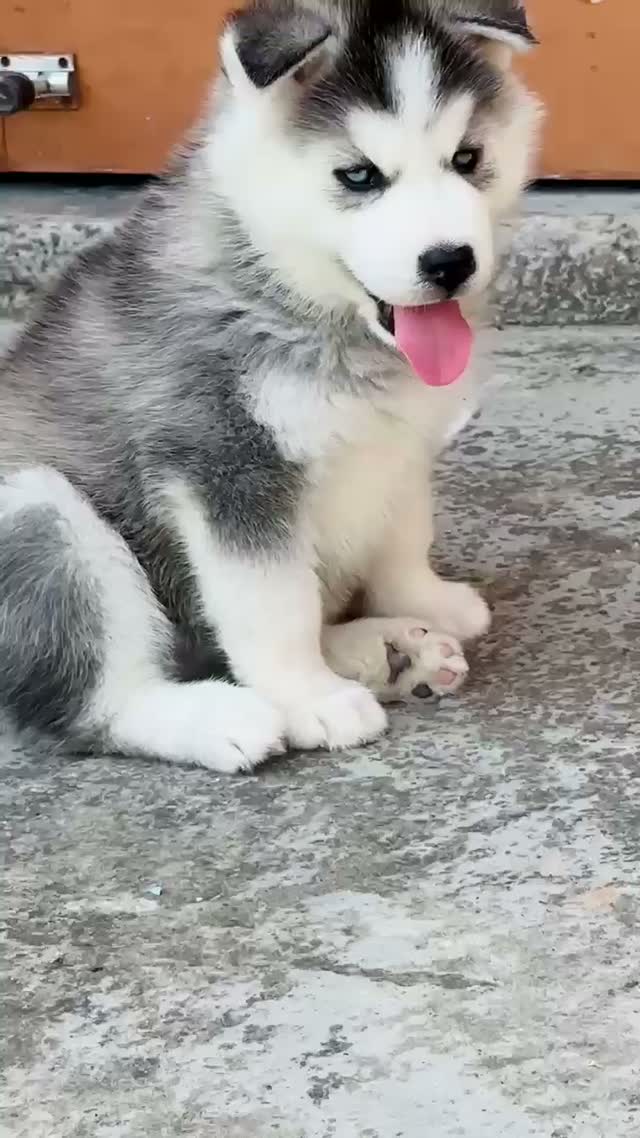 Siberian Husky Puppy | Black & White Color, farm video
