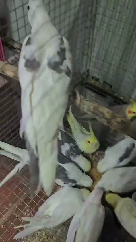 Cockatiel | Pied, farm video