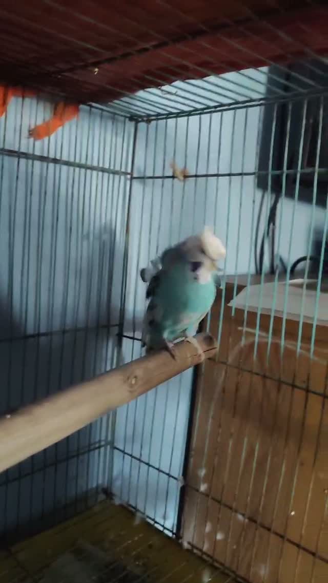 Helicopter Budgies, farm video