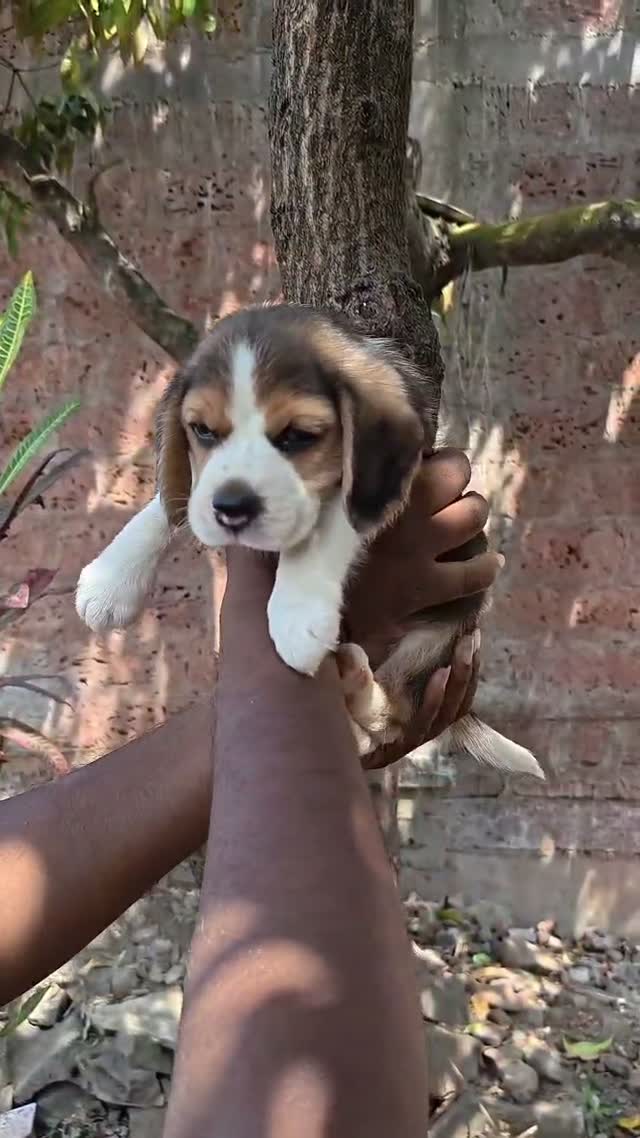 Beagle Black & Tan Puppy, farm video