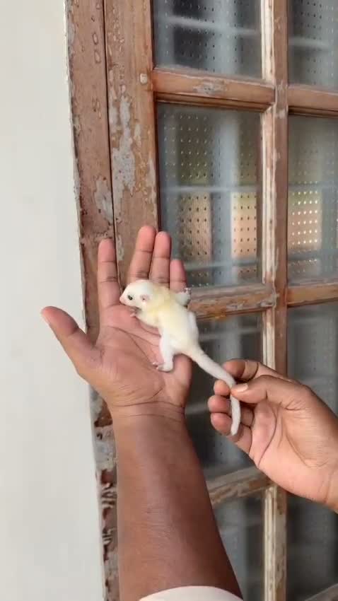 Sugar Glider | Grey, farm video