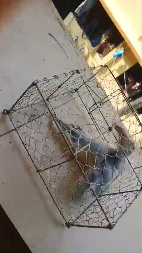 Tibetan Mastiff Puppy, farm video