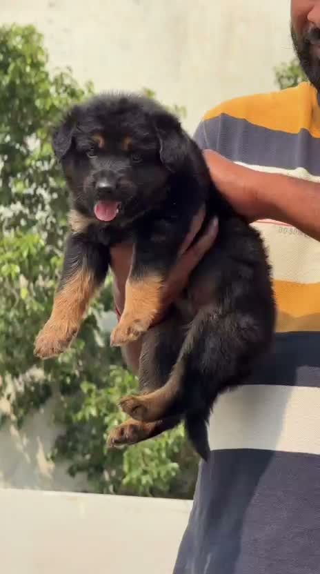 German Shepherd Puppy, farm video