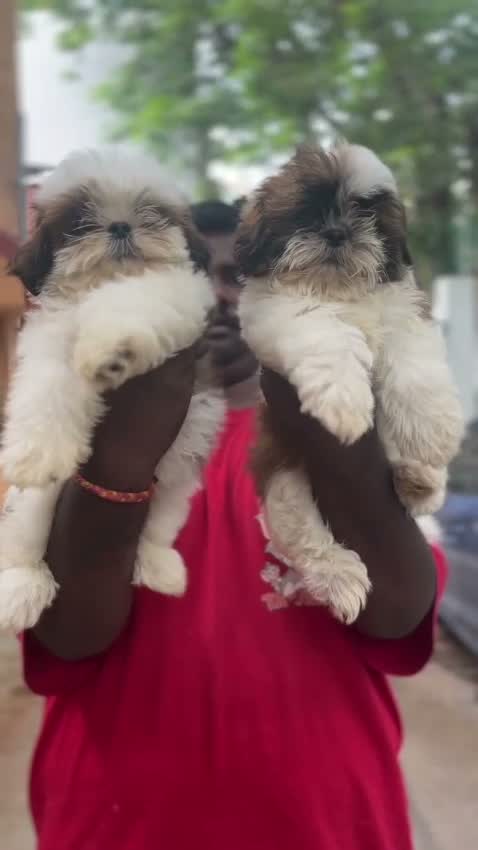 Shih Tzu | Black Color, farm video