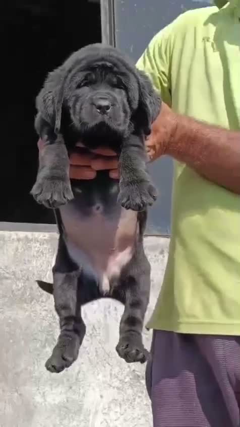 Beagle Black & Tan Puppy, farm video