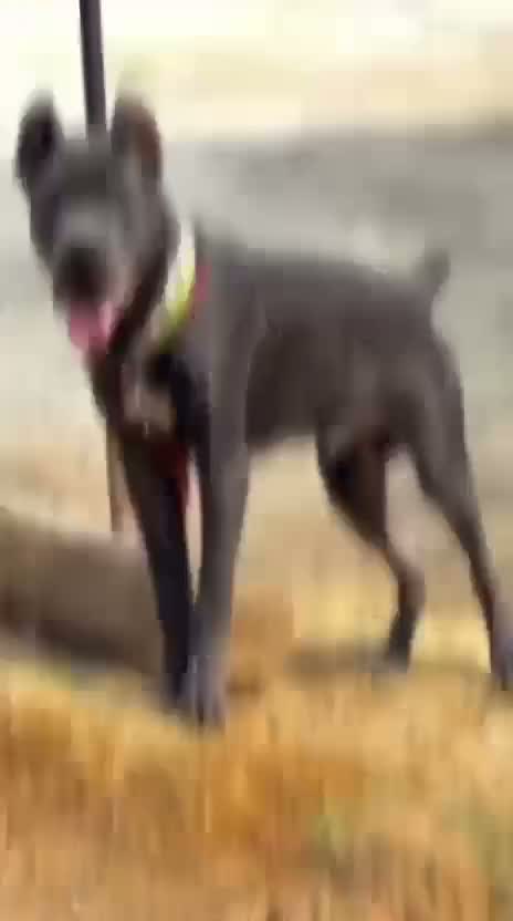 Cane Corso Puppy, farm video