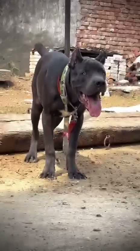 Cane Corso Puppy, farm video