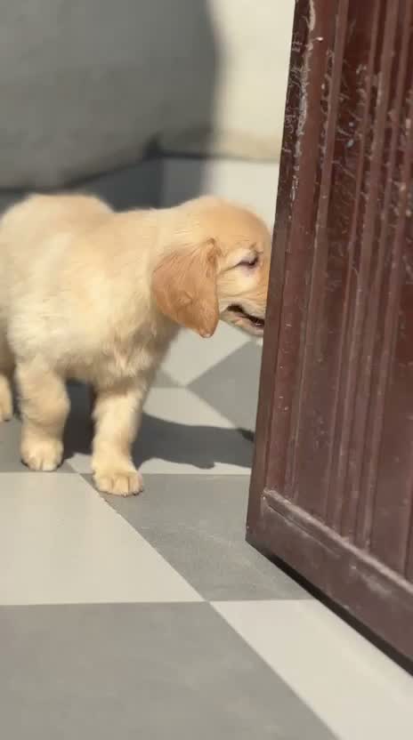 Golden Retriever, farm video