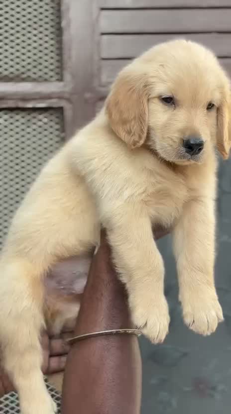 Golden Retriever, farm video