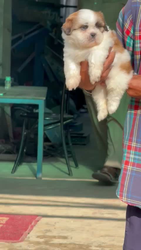 Shih Tzu | Black Color, farm video