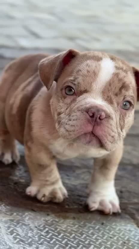American Bully Pocket Size Puppy, farm video