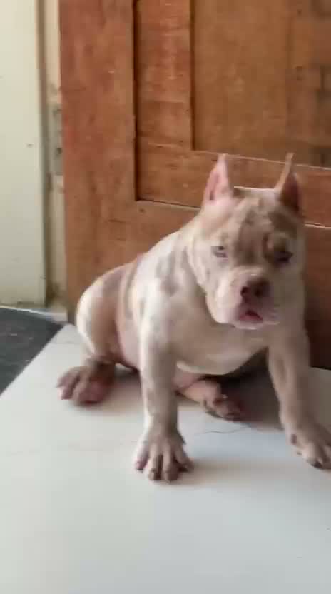 American Bully Pocket Size Puppy, farm video