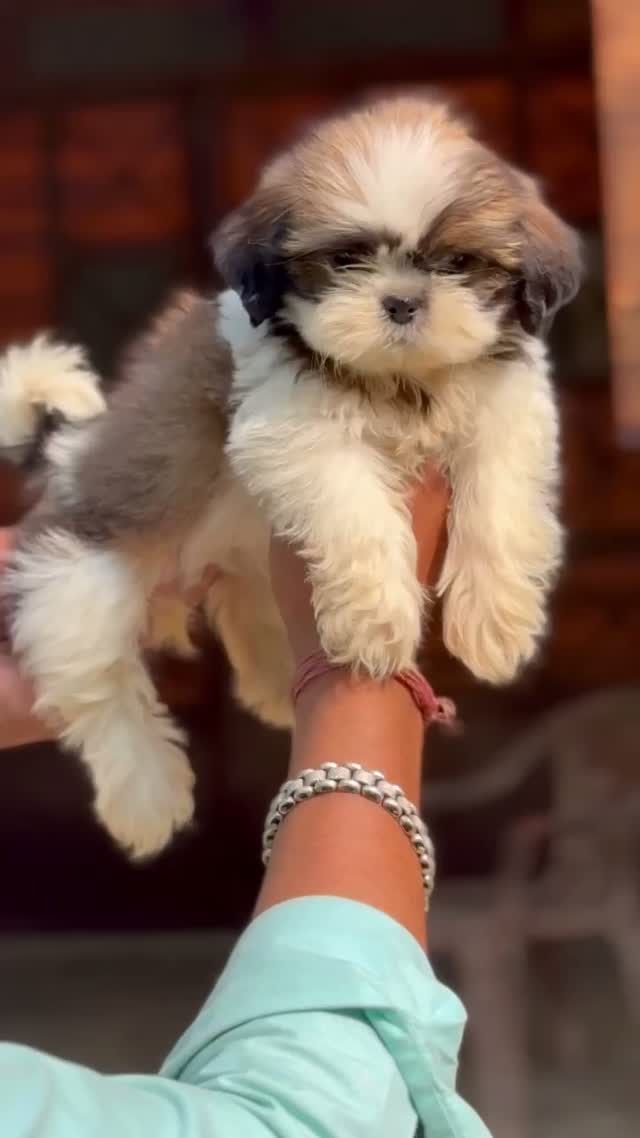 Shih Tzu | Black Color, farm video