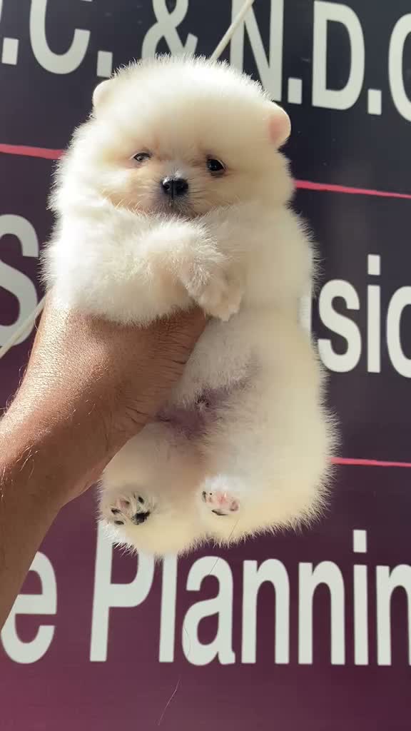 Pomeranian Puppy, farm video