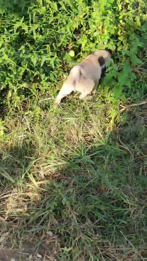 Pug Puppy, farm video