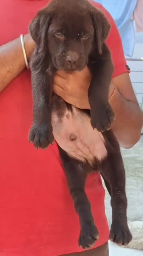 Beagle Black & Tan Puppy, farm video