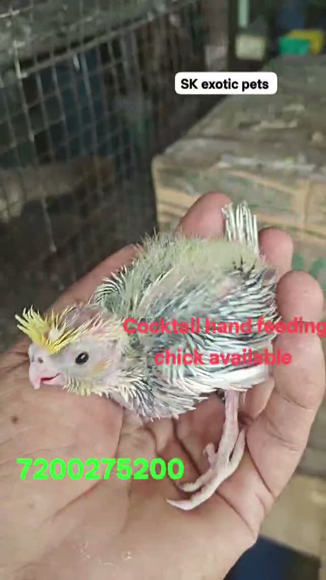 Cockatiel, farm video