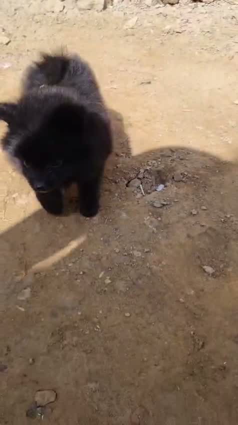 Pomeranian Puppy, farm video