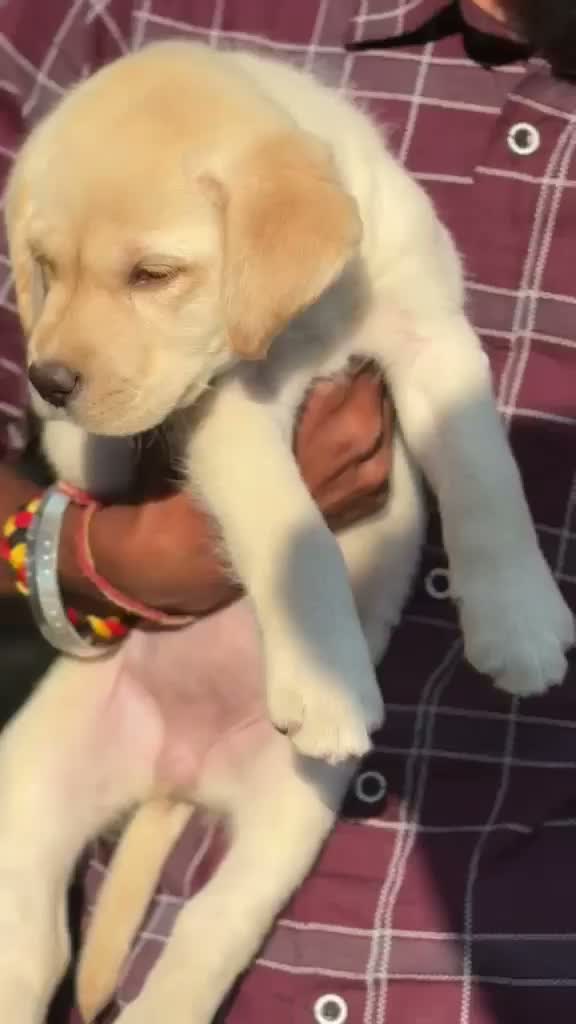 Dachshund Puppy | Brown, farm video