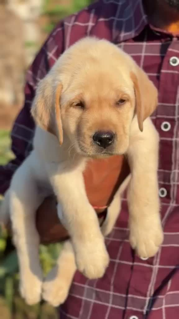 Dachshund Puppy | Brown, farm video