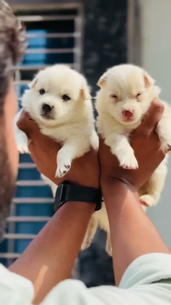 Pomeranian Puppy, farm video