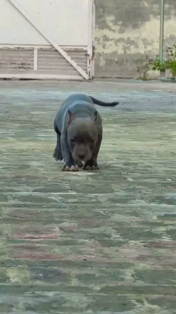 American Bully XXL Size Puppy, farm video