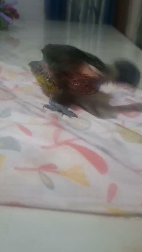 Chattering Lorikeet, farm video