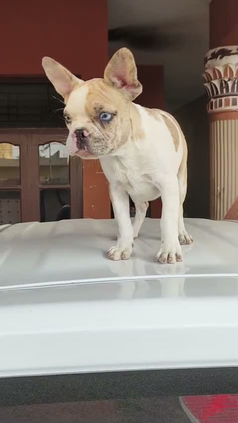 French Bulldog Puppy, farm video