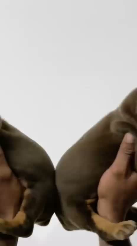 Doberman Pinscher Puppy | Brown & Tan, farm video