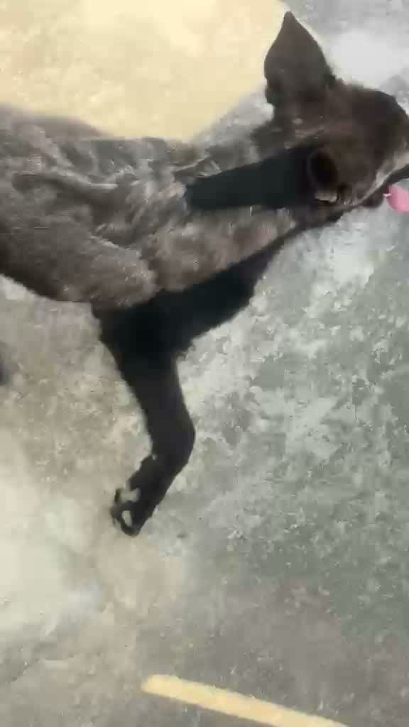 German Spitz Puppy, farm video