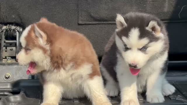 Siberian Husky Puppy | Black & White Color, farm video