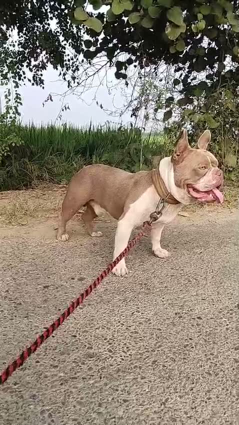 American Bully Pocket Size Puppy, farm video