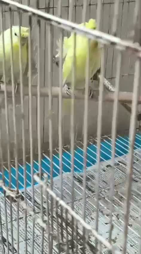 Hogoromo Budgies, farm video