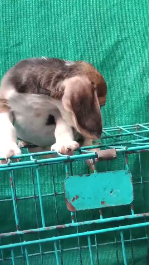 Beagle Black & Tan Puppy, farm video