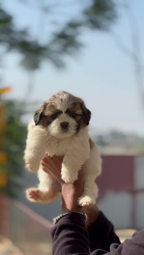 Shih Tzu | Black Color, farm video