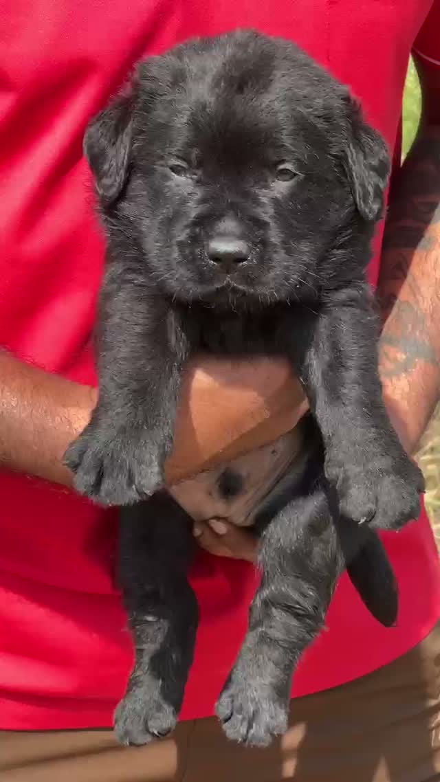 Beagle Black & Tan Puppy, farm video
