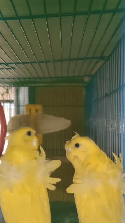 Helicopter Budgies, farm video