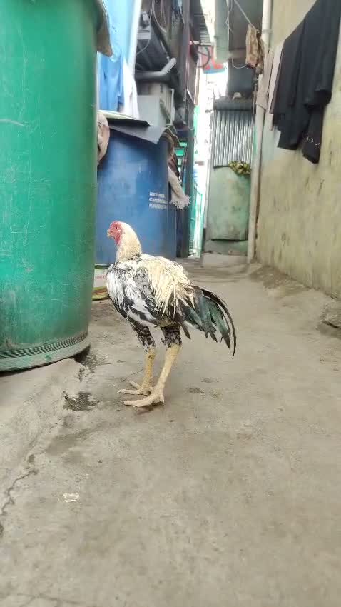 Frillback Pigeon, farm video